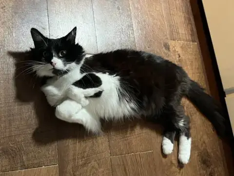 Vito photo 4