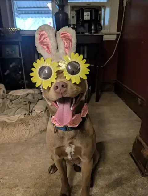 Maisy Puppy- Needs Foster Home