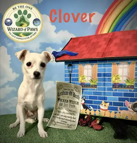 Clover
