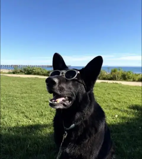Ace