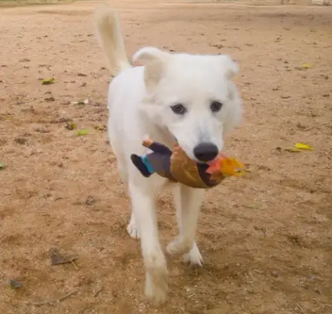 Pearl-Adoption Pending