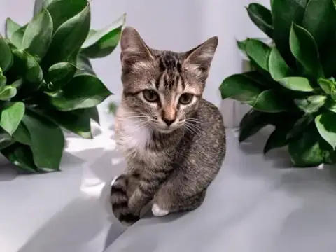 Socksy