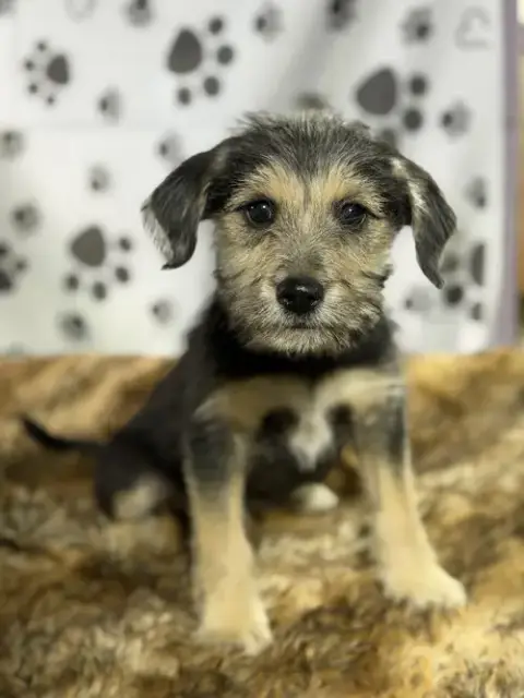 Chewy