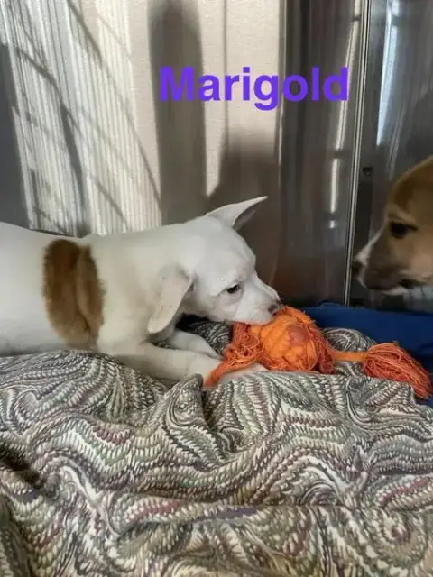 M Marygold photo 4