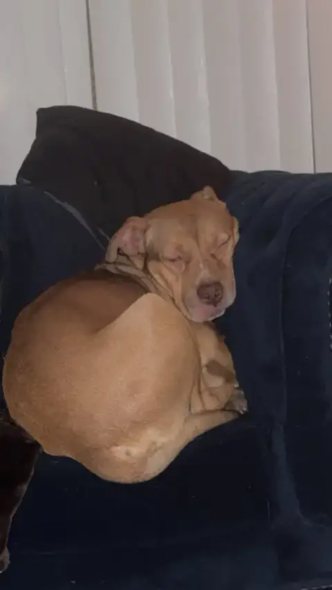 Rocko photo 4