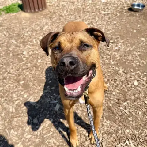 Scrappy