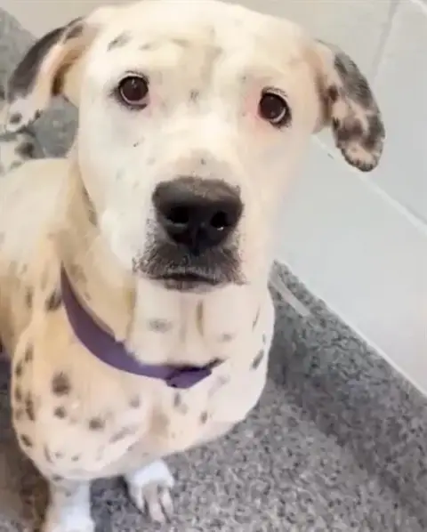 Darla