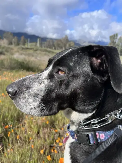 Lola photo 5