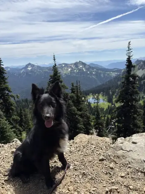 Yogi