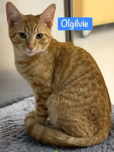 Olgilvie photo 4