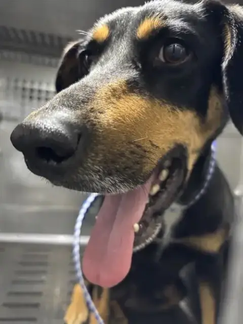 *Benny