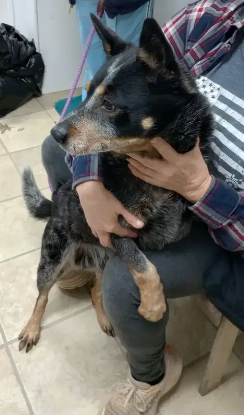 Bluey photo 2