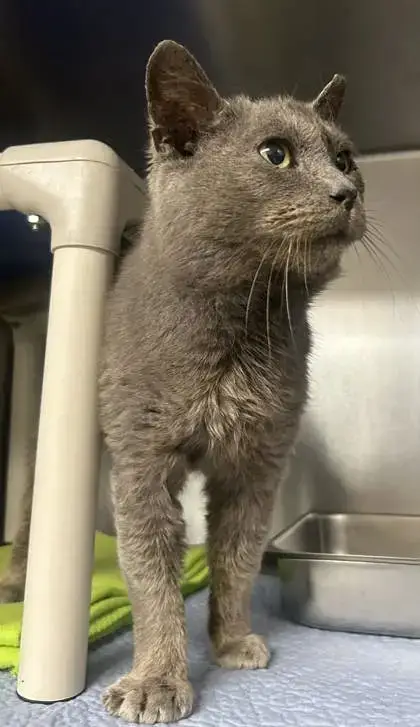 Kerchak