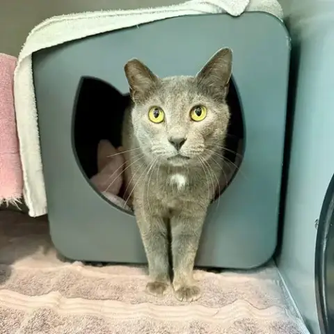 Echo