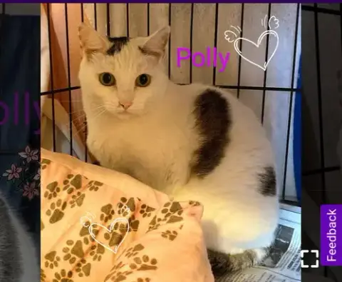 Polly- I Need A Foster! photo 2