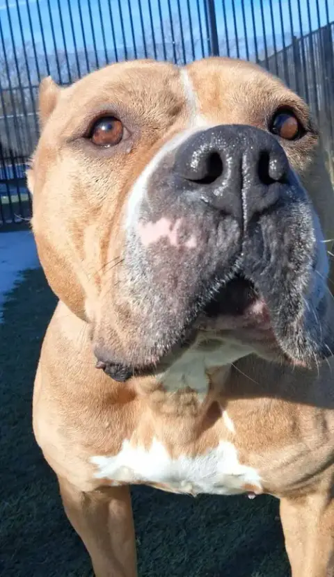 Honey Bun-$75 Adoption Fee! Diamond Dog! photo 4