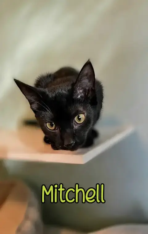 Mitchell photo 3
