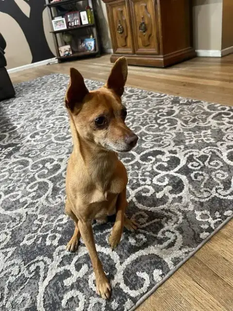 Dennis
