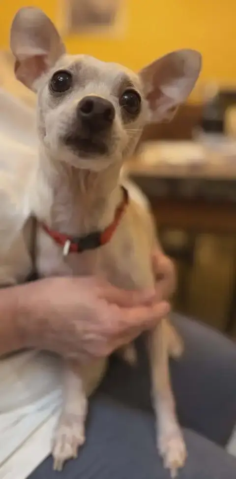 Pancho
