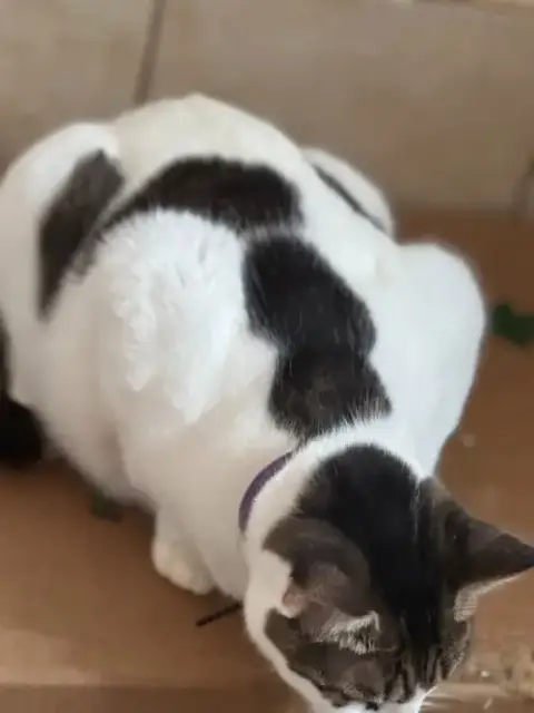 Domino Aka Batman photo 2