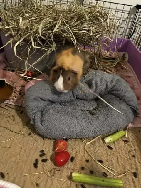 Cocoa And Alfie photo 2
