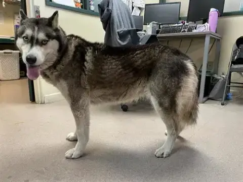 Lulu
