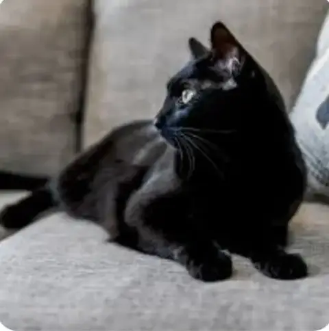 Halle Berry ~Bonded With  Adele~ Shop Cats photo 2