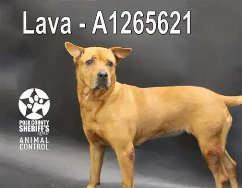 Lava