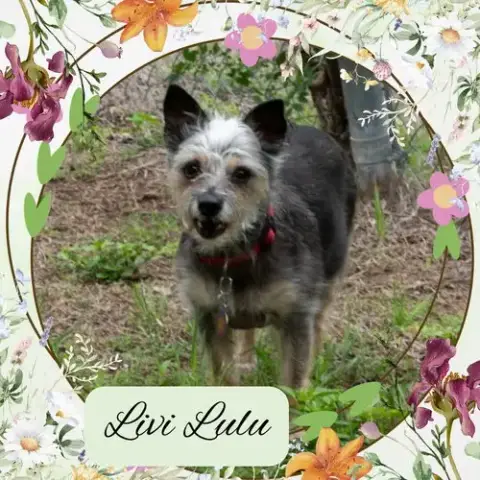 Livi Lulu