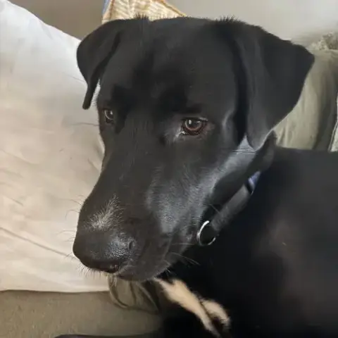 Nico