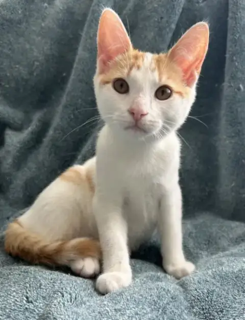 Kukla
