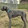 Duke