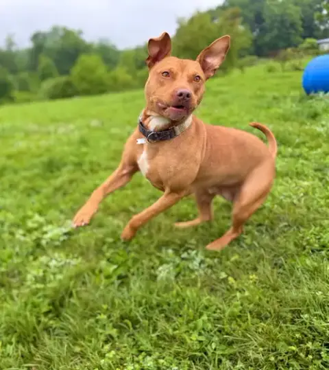 Penny