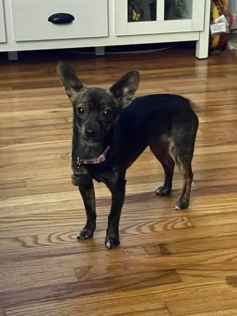 Tiki photo 3