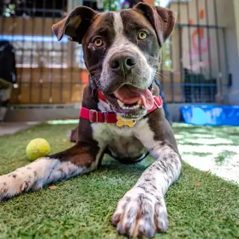 Chavez photo 4