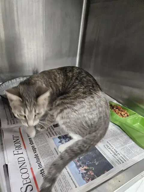 Pancake