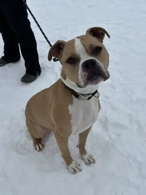 Jaxx