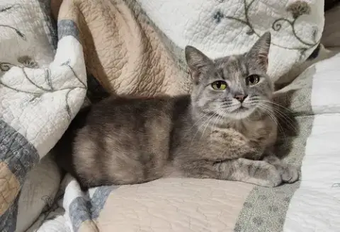 Doris