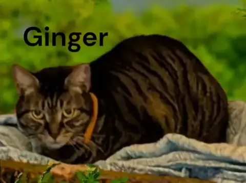 Ginger photo 2