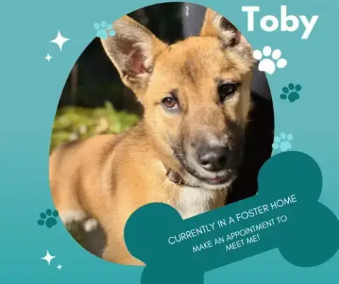 Toby