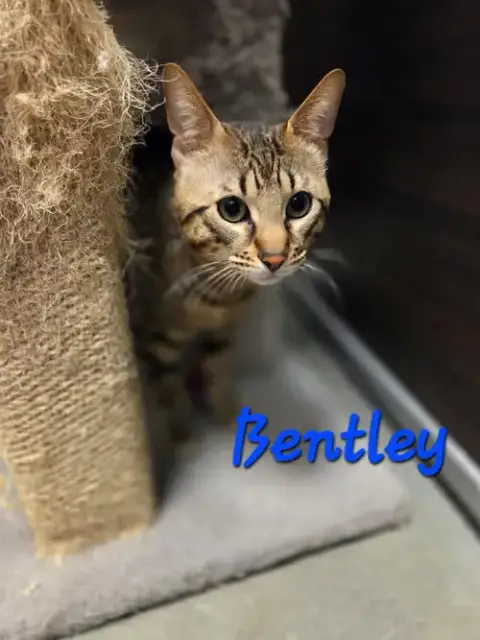 Bentley photo 2