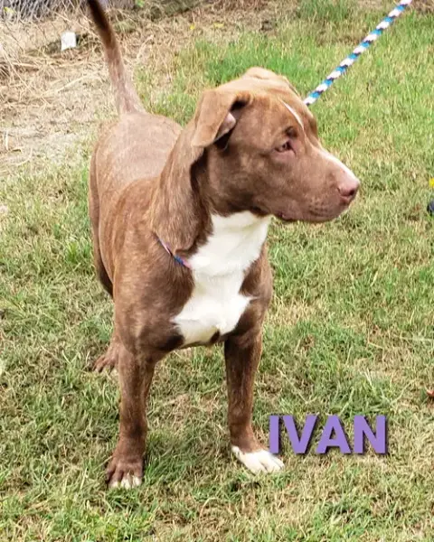 Ivan photo 3