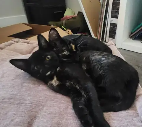 Florence & Frida #Bonded-Sisters photo 4