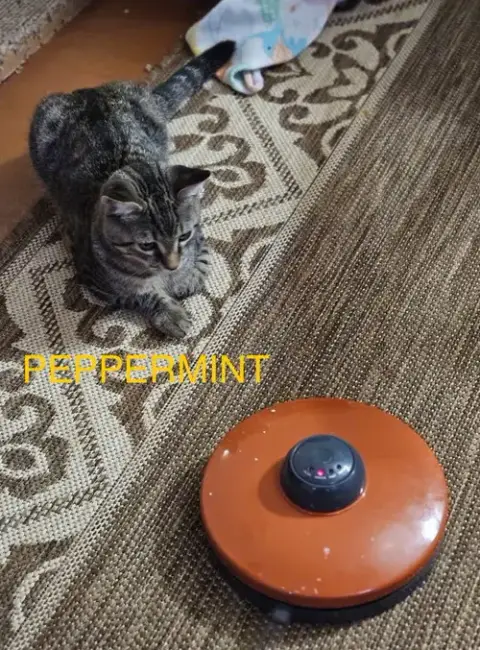 Peppermint