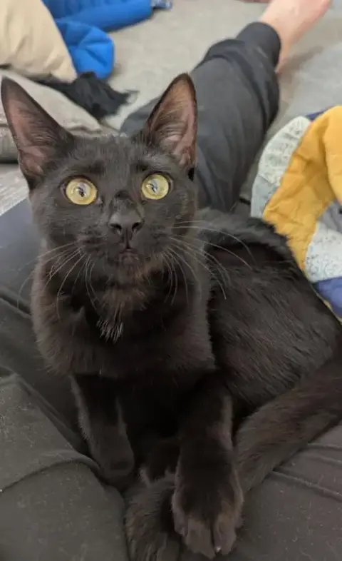 Stormy(Adoption Fee Sponsored) photo 2