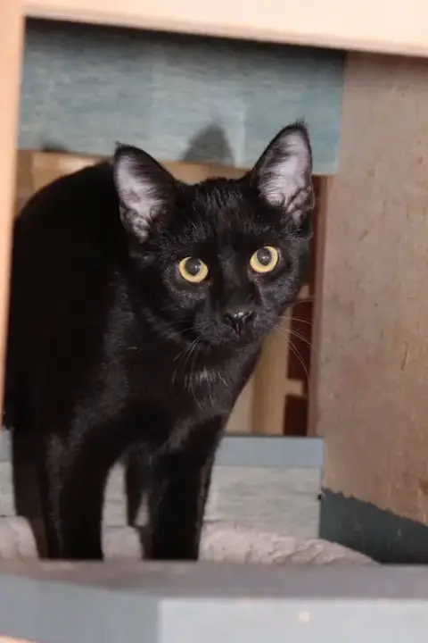 Ed