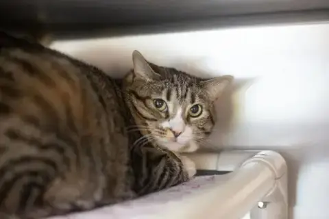 Zephyr
