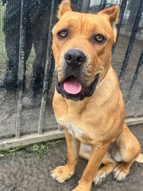 Hazel