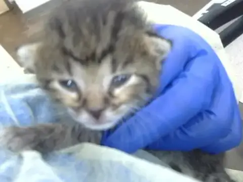 Scar