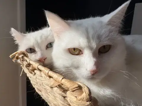 Opal / Pearl